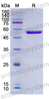 Recombinant Human CDH4 Protein, N-GST