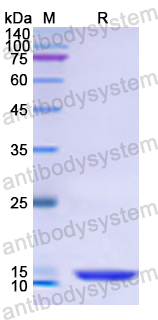 Recombinant Human CDH12 Protein, N-His