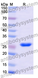 Recombinant Human CDH13 Protein, N-His