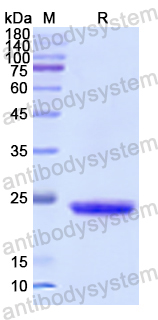 Recombinant Human FOXA3 Protein, N-His