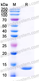 Recombinant Human CCL23/MIP-3/MPIF-1 Protein, Tag free