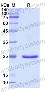 Recombinant Human NPEPPS/PSA Protein, N-His