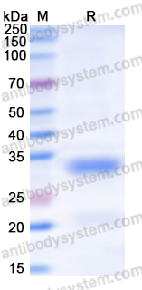 Recombinant Human GFER Protein, N-His-SUMO & C-Strep