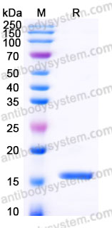 Recombinant Human GFER Protein, N-His