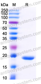Recombinant Human SUMO3 Protein, N-His