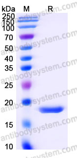 Recombinant Human SUMO3 Protein, Tag free