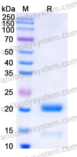 Recombinant Human BID Protein, Tag free