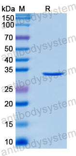 Recombinant Human NDUFV3 Protein, N-GST & C-His