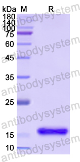 Recombinant Human MARS1 Protein, N-His