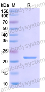 Recombinant Human ARPP19 Protein, N-His-SUMO & C-Strep