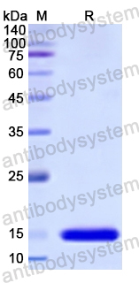 Recombinant Human TCL1A Protein, N-His
