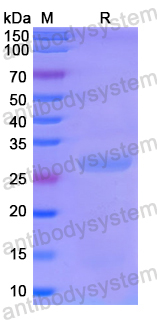 Recombinant Human PEX3 Protein, N-His