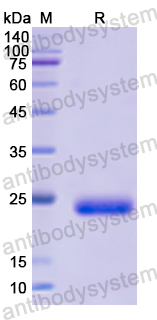 Recombinant Human NME5 Protein, N-His