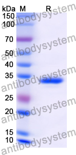 Recombinant Human CLDN18/Claudin-18 Protein, N-GST & C-His