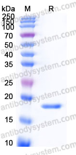 Recombinant Human CLDN18/Claudin-18 Protein, N-8*His