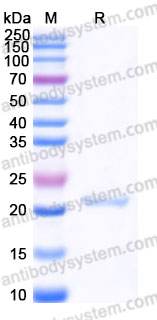 Recombinant Human CLDN18.2 Protein, N-Twin strep-Flag (Active)