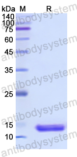 Recombinant Human INHBE Protein, N-His