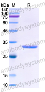 Recombinant Human ANTXR2 Protein, N-His