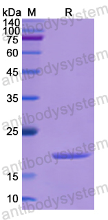Recombinant Human FAM3B Protein, N-His
