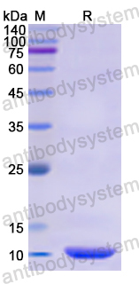 Recombinant Human DEFA1 Protein, N-His