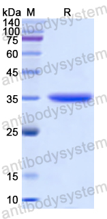 Recombinant Human DEFA3 Protein, N-GST
