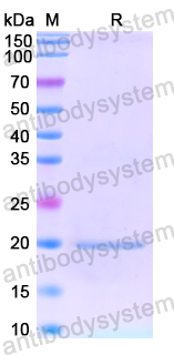 Recombinant Human GNG2 Protein, N-His-SUMO