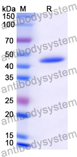 Recombinant Human CD85g/LILRA4/ILT7 Protein, N-His