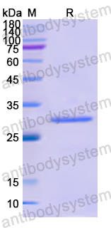 Recombinant Human DEFB1 Protein, N-GST