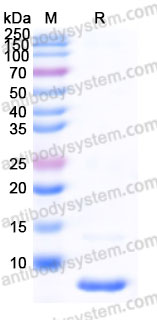 Recombinant Human DEFB1 Protein, Tag free