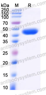 Recombinant Human UBE2G2 Protein, N-GST