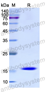 Recombinant Human PFN3 Protein, N-His