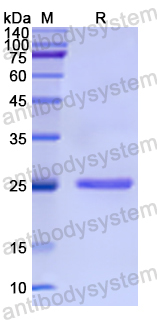 Recombinant Human SNAP25 Protein, N-His