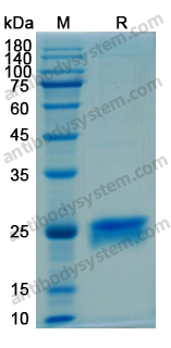 Recombinant Human CDC42 Protein, N-His