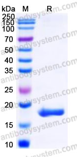 Recombinant Human GMFB Protein, C-His