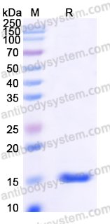 Recombinant Human UBE2D3 Protein, Tag free