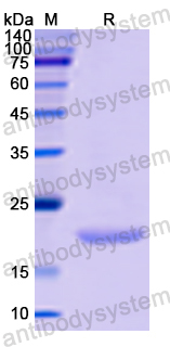 Recombinant Human ABCE1 Protein, N-His