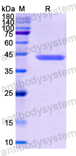 Recombinant Human MAX Protein, N-GST