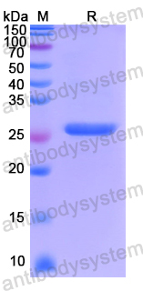 Recombinant Human RPS3A Protein, N-His