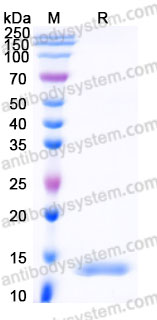 Recombinant Human OSTN Protein, N-His