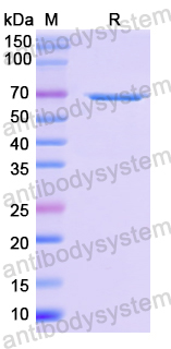 Recombinant Human STXBP1 Protein, N-His