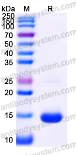 Recombinant Human B2M Protein, N-His