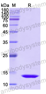 Recombinant Human SUMO2 Protein, N-His