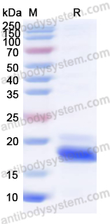 Recombinant Human WDR5 Protein, N-His