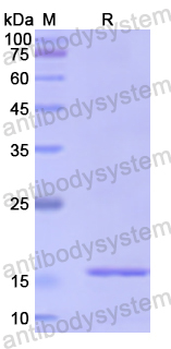 Recombinant Human NUTF2 Protein, N-His