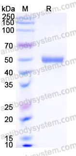 Recombinant Human UBE2H Protein, N-GST