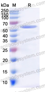 Recombinant Human YWHAE Protein, N-GST