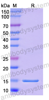 Recombinant Human RPS14 Protein, N-His