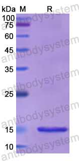 Recombinant Human SNRPD1 Protein, N-His