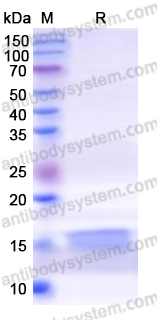 Recombinant Human BTG1 Protein, N-His