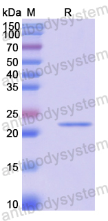 Recombinant Human RPL23A Protein, N-His-SUMO